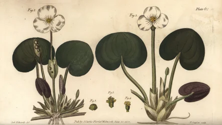 Frogbit, Hydrocharis morsus-ranae, Dioecia, female plant 1,4, male plant 2,3.