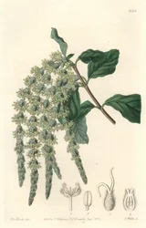 Garrya with Elliptical Leaves