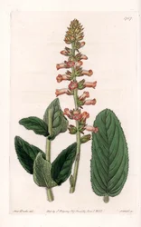 Genera Variety
