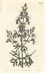 Great-flowered Germander from William Curtis