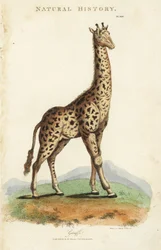 Giraffe, Giraffa camelopardalis.