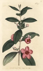 Gooseberry, Rhodomyrtus tomentosa