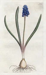 Grape hyacinth