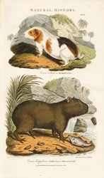 Guinea Pig and Capybara
