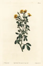 Hairy goodia, Goodia lotifolia var. pubescens (Goodia pubescens)