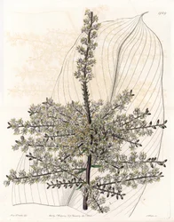Hawaiian spinach or reed of India - Plate engraved by S. Watts, from an illustration by Sarah Anne Drake (1803-1857), from The Botanical Register of Sydenham Edwards (1768-1819), England