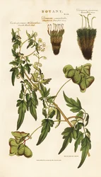 Heart Seed Plant and Moss Species