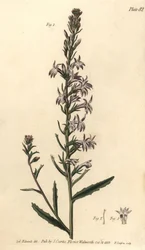Heath lobelia, Lobelia urens, Polygamia monogamia.