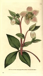 Livid or black hellebore - Livid or purple hellebore, Helleborus lividus. Hand-coloured copperplate engraving after a botanical illustration by James Sowerby from William Curtis