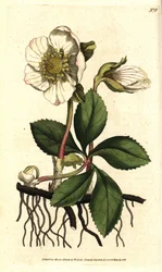 Black or Christmas rose, Helleborus niger. Hand-coloured copperplate engraving after a botanical illustration by Sydenham Edwards from William Curtis