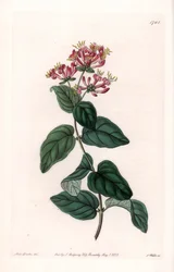 Herb Variety