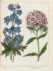Illustration from Practical Gardening by Alexander McDonald