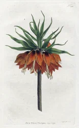 Imperial Fritillary from William Curtis