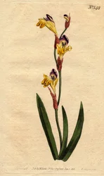 Ixia with Ringent Corolla of Yellow, Purple and Brown Colors. Ixia bicolor. Handcoloured copperplate engraving from Sydenham Edwards