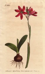 Ixia pink, of the South African lilies family, described with bulb and leaves