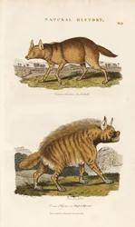 Jackal and Striped Hyena