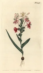 Lapeirousia pyramidalis (Leafy-spiked lapeyrousia, Lapeyrousia fissifolia). Handcoloured copperplate engraving by F. Sansom Jr. after an illustration by Sydenham Edwards from William Curtis