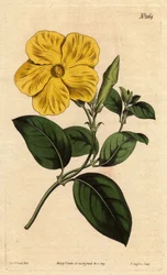Large Bright Yellow Savannah Flower