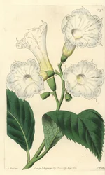 Large-flowered Cordia