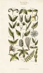 Leaf Forms and Arrangements