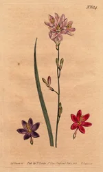 Lilies of the bles, with examples of different colors: pink, purple, scarlet. Flexuose ixia with examples of color varieties: pink, purple and scarlet. Handcolored copperplate engraving from a botanical illustration by Sydenham Edwards
