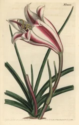 Cape coast lily, Crinum ornatum (Amaryllis ornata).