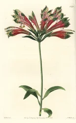 Lily of the Incas or Peru - Peruvian Lily, Alstroemeria pulchella (Parrot Alstroemeria, Alstroemeria psittacina). Handcoloured copperplate engraving from Sydenham Edwards