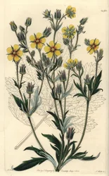 Long-leaved Cinquefolia Variety