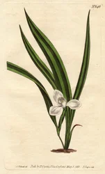 Marsh Marica with Small White Flowers and Narrow Striped Leaves. Marica paludosa. Handcoloured copperplate engraving from Sydenham Edwards
