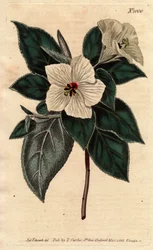 Melhania Saint Helena with white flowers. St. Helena Red wood with white flowers. Melhania erythroxylon. Handcoloured copperplate engraving from a botanical illustration by Sydenham Edwards from William Curtis