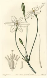 Mexican Star