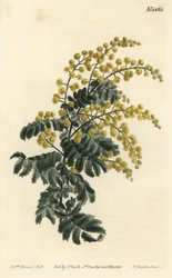 Downy Wattle