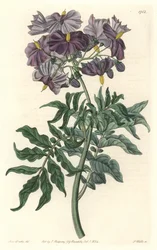 Morelle (Solanum), Native of Chile - Strong Water by S. Watts from an Illustration by Sarah Anne Drake, from the Botanical Register