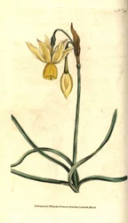 Reflexed Daffodil