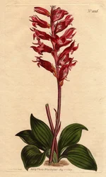 Neottie Orchid with Frost Flower, Pink and Crimson Colour, Native to Jamaica