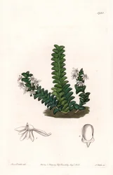 Orchid: Angraecum Variety, Native of Equatorial Africa