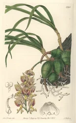 Orchid Grobya, with Yellow and Purple Flowers, Native of Brazil