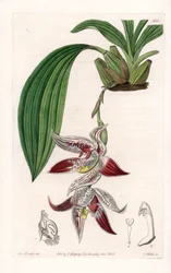 Orchid: Paphinia cristata, native of Amazonia - Plate engraved by S. Watts, from an illustration by Sarah Anne Drake, from the Botanical Register of Sydenham Edwards, England