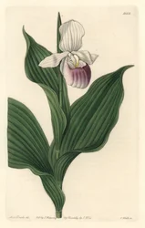 Royal Cypripede from the Botanical Register