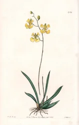 Orchid: Variety Tolumnia Guianensis, Endemic to Haiti and Santo Domingo - Plate Engraved by S. Watts, from an Illustration by Sarah Anne Drake, from the Botanical Register of Sydenham Edwards
