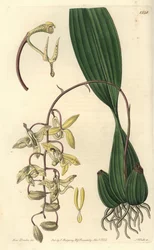 Orchid Variety Cirrhaea - Loddiges