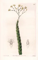 Orchid: Exotic Variety of Lockhartia - Plate Engraved by S. Watts, from an Illustration by Sarah Anne Drake, from the Botanical Register of Sydenham Edwards