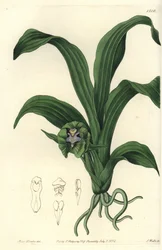 Orchid variety
