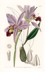 Orchid: Variety of Laelia - Plate Engraved by S. Watts, from an Illustration by Sarah Anne Drake, from the Botanical Register of Sydenham Edwards