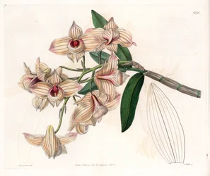 Orchid: Variety of Dendrobium