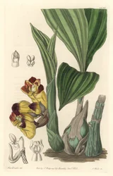 Orchid: Acanthophippium Bicolor, Originally from Sri Lanka - Engraved by S. Watts, from an illustration by Sarah Anne Drake, from the Botanical Register