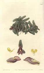Epidendrum Orchid of Central America