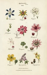 Orders of flowers: Monogynia, Digynia, Trigynia, Pentagynia, etc.