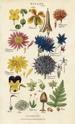 Orders of flowers: Siliculosa, Seliquosa, Polygamia, Monogamia, Filicus, Fungi, etc.