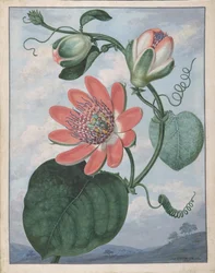 Passion Flower